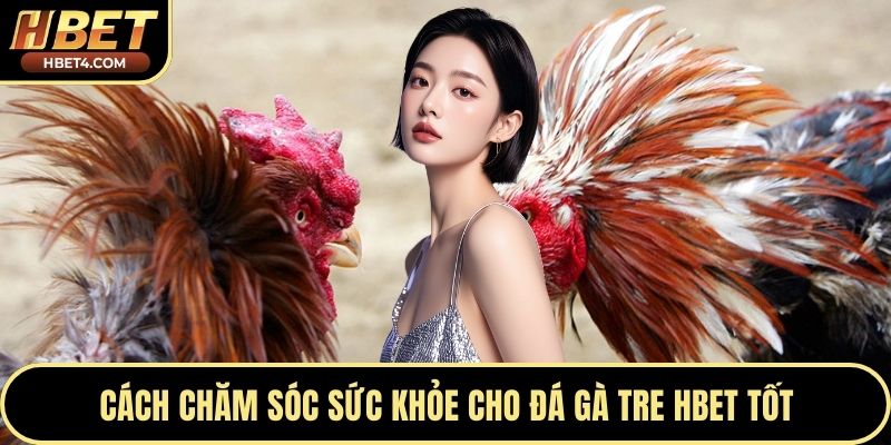 Cách chăm sóc sức khỏe cho đá gà tre Hbet tốt