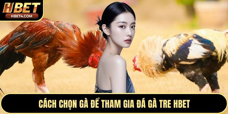 Cách chọn gà để tham gia đá gà tre Hbet