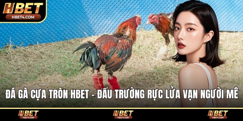 Đá Gà Cựa Tròn hbet