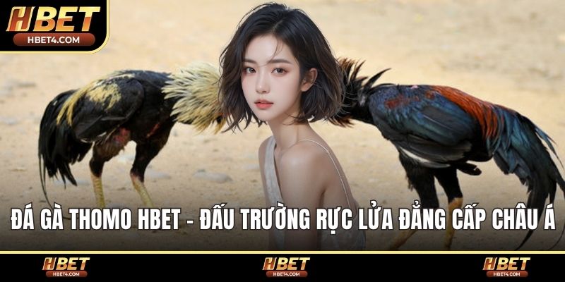 Đá gà thomo hbet