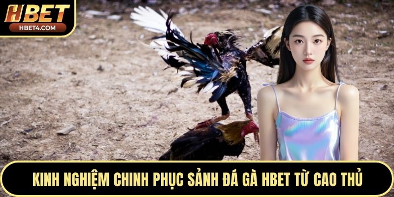 Kinh nghiệm chinh phục sảnh đá gà Hbet từ cao thủ