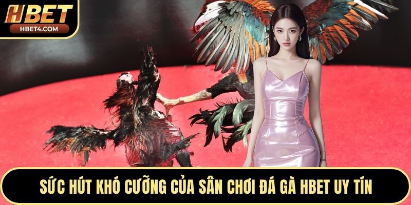 Sức hút khó cưỡng của sân chơi đá gà Hbet uy tín
